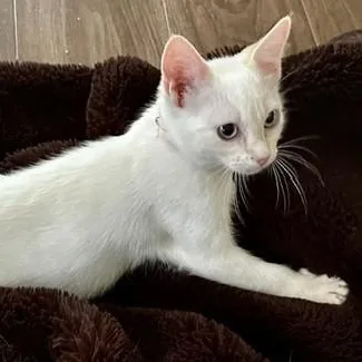 A baby medium-sized male Flame Point Siamese cat named Yul  Fun Flame for adoption in Hoquiam, WA