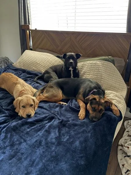 An adult large-sized female Mixed Breed dog named Rosie for adoption in Austin, TX