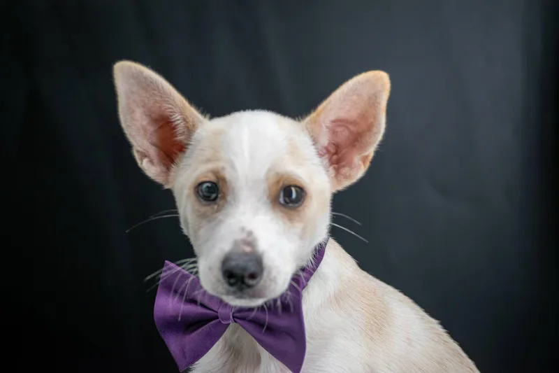 A baby small-sized male White / Cream Chihuahua dog named Rhode for adoption in Sevierville, TN