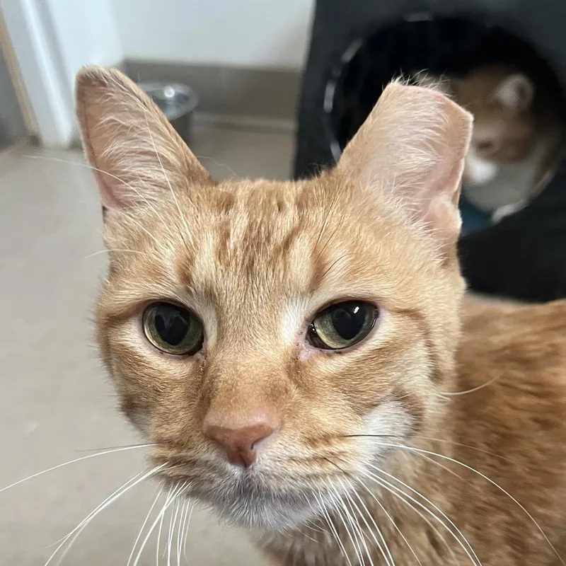 An adult small-sized male Orange / Red Domestic Short Hair cat named Henry Hotline for adoption in Chicago, IL