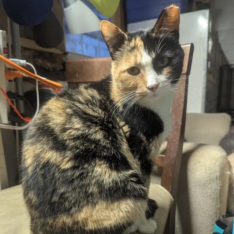 An adult small-sized female Calico Domestic Short Hair cat named Balloon@ Pawz Pet Cafe for adoption in Carmel, IN