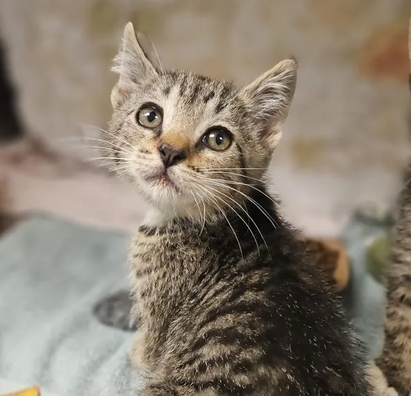 A baby medium-sized male Domestic Short Hair cat named Robert for adoption in Dublin, CA