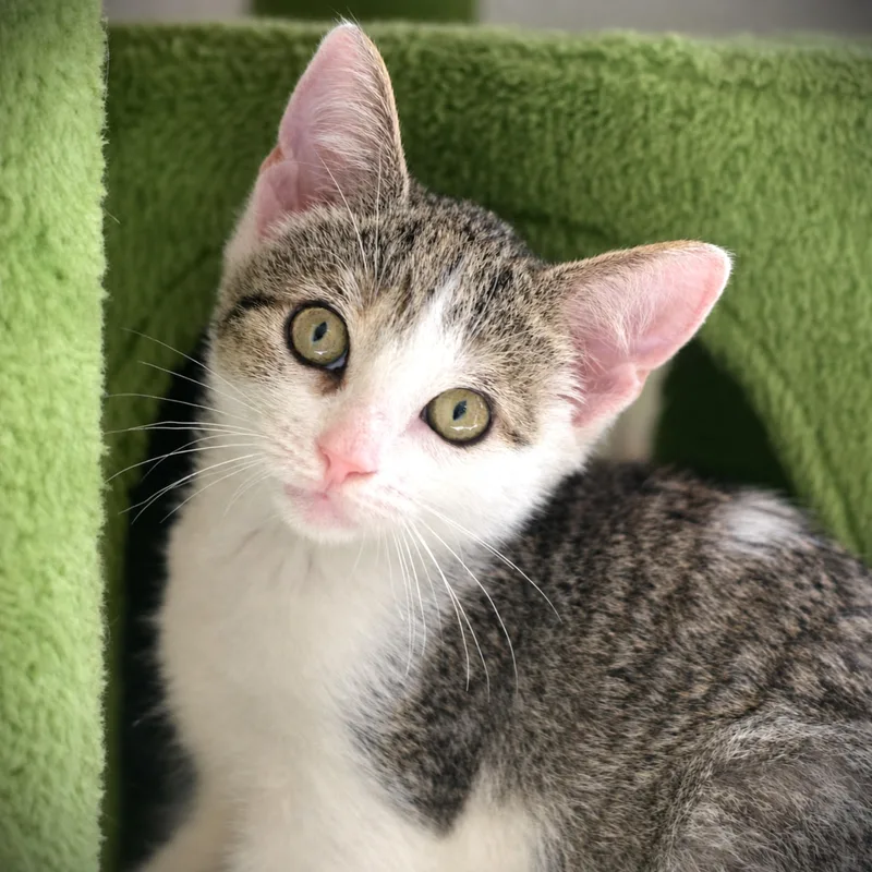 A baby medium-sized male Tabby (Tiger Striped) Domestic Short Hair cat named Melman for adoption in Amsterdam, NY