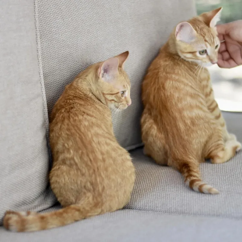A baby medium-sized male Orange & White Tabby cat named Kodi for adoption in Conroe, TX