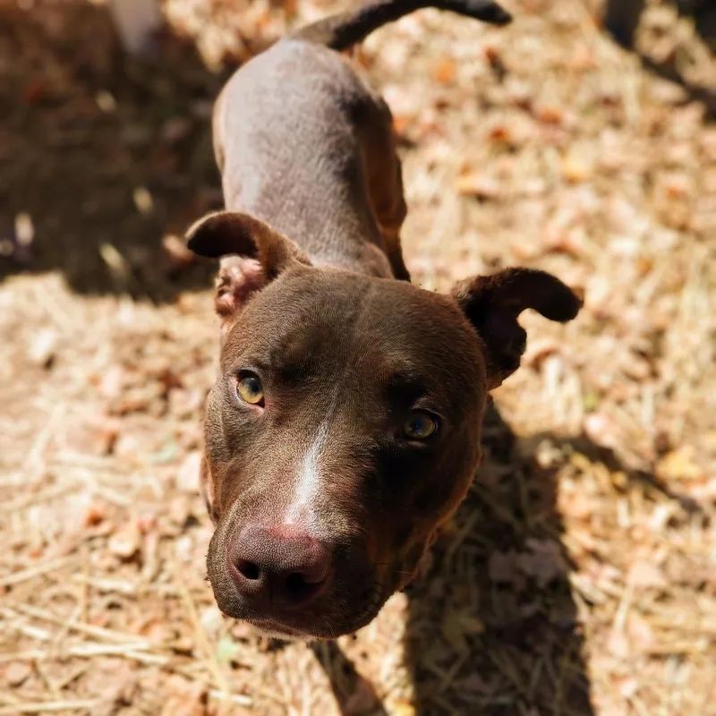 Snickers thumbnail 2