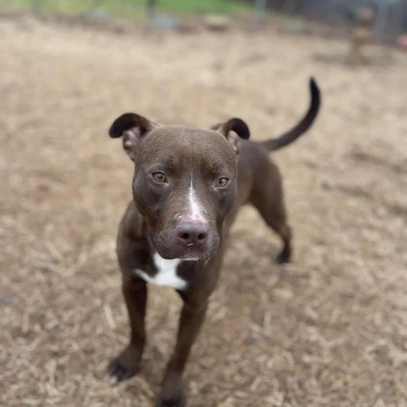 Snickers thumbnail 4