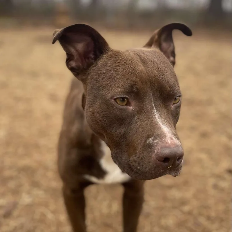 Snickers thumbnail 5