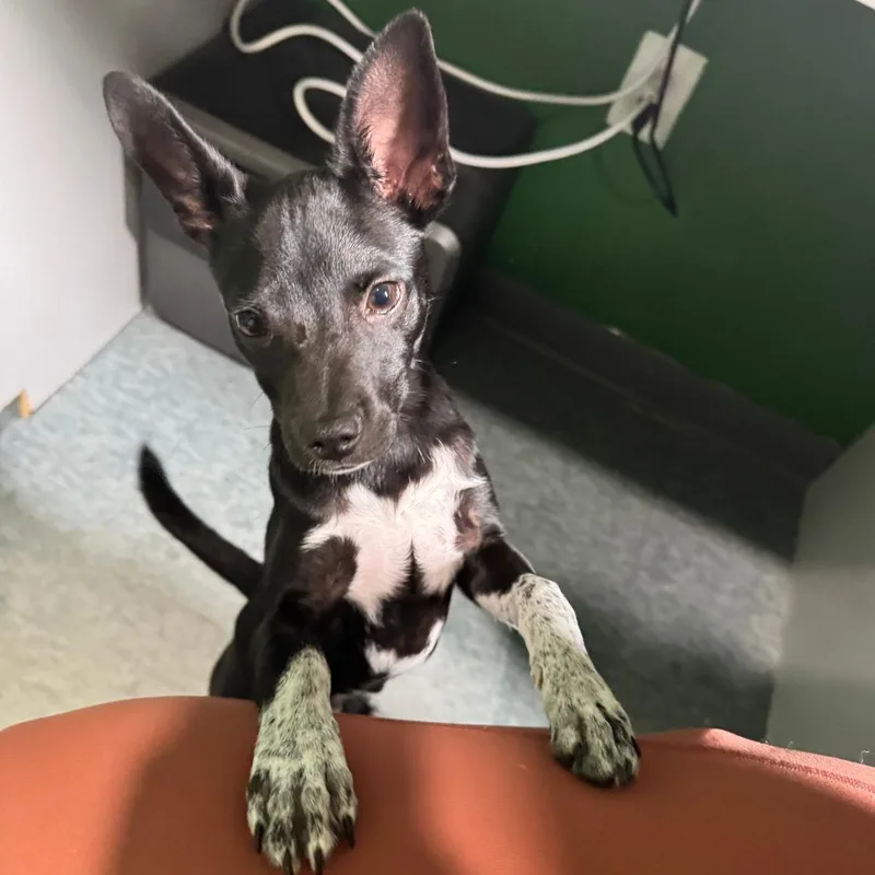 A baby small-sized male Black Chihuahua dog named The Thing for adoption in Kyle, TX