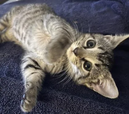 A baby small-sized female Domestic Short Hair cat named Ahi for adoption in Fort Worth, TX