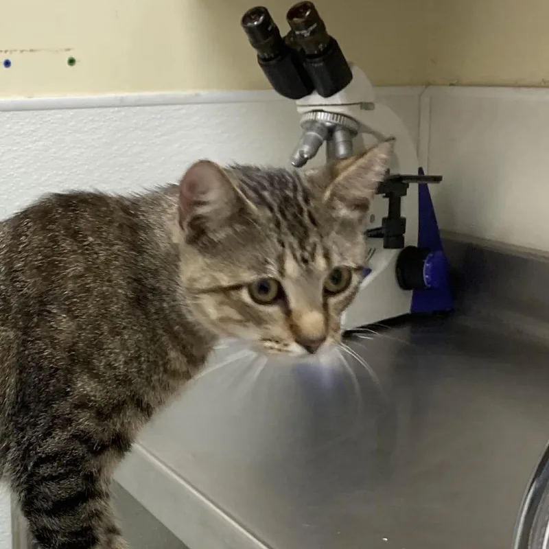 A young medium-sized male Brown / Chocolate Domestic Short Hair cat named Swat for adoption in Galveston, TX
