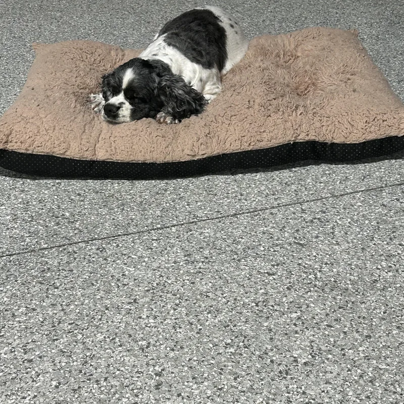 Family Dog.  Tricia