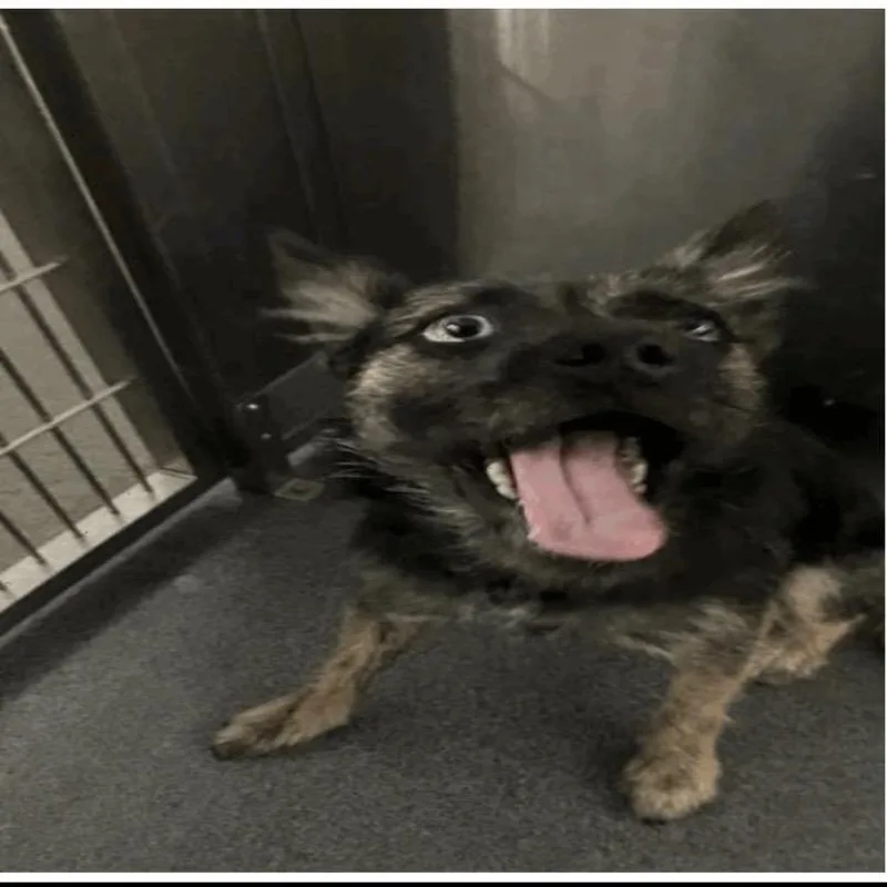 An adult large-sized male Mixed Breed dog named Sage for adoption in Pasadena , MD