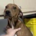 An adult medium-sized male Brown / Chocolate Hound dog named Champ for adoption in Wiggins, MS