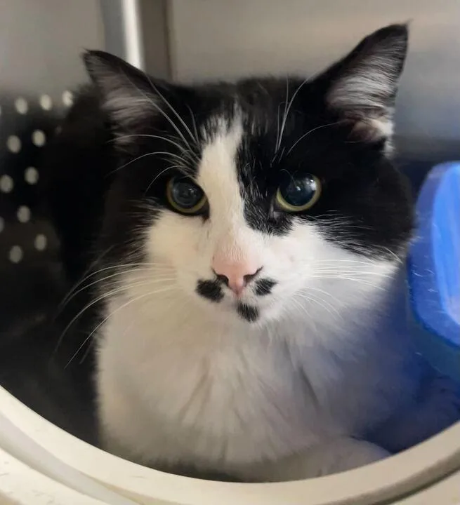 An adult medium-sized male Black & White / Tuxedo Domestic Short Hair cat named Wallace for adoption in Jackson, MI