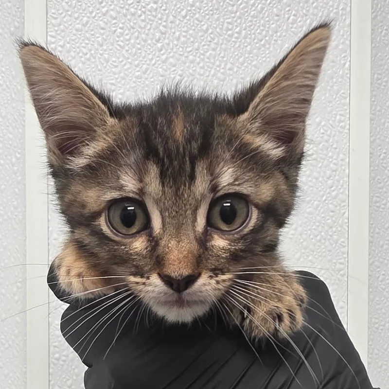 A baby small-sized female Torbie Domestic Short Hair cat named Tinkerbell for adoption in Abilene, TX