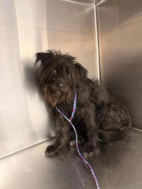 A young small-sized female Terrier dog named Mona for adoption in Thousand Palms, CA