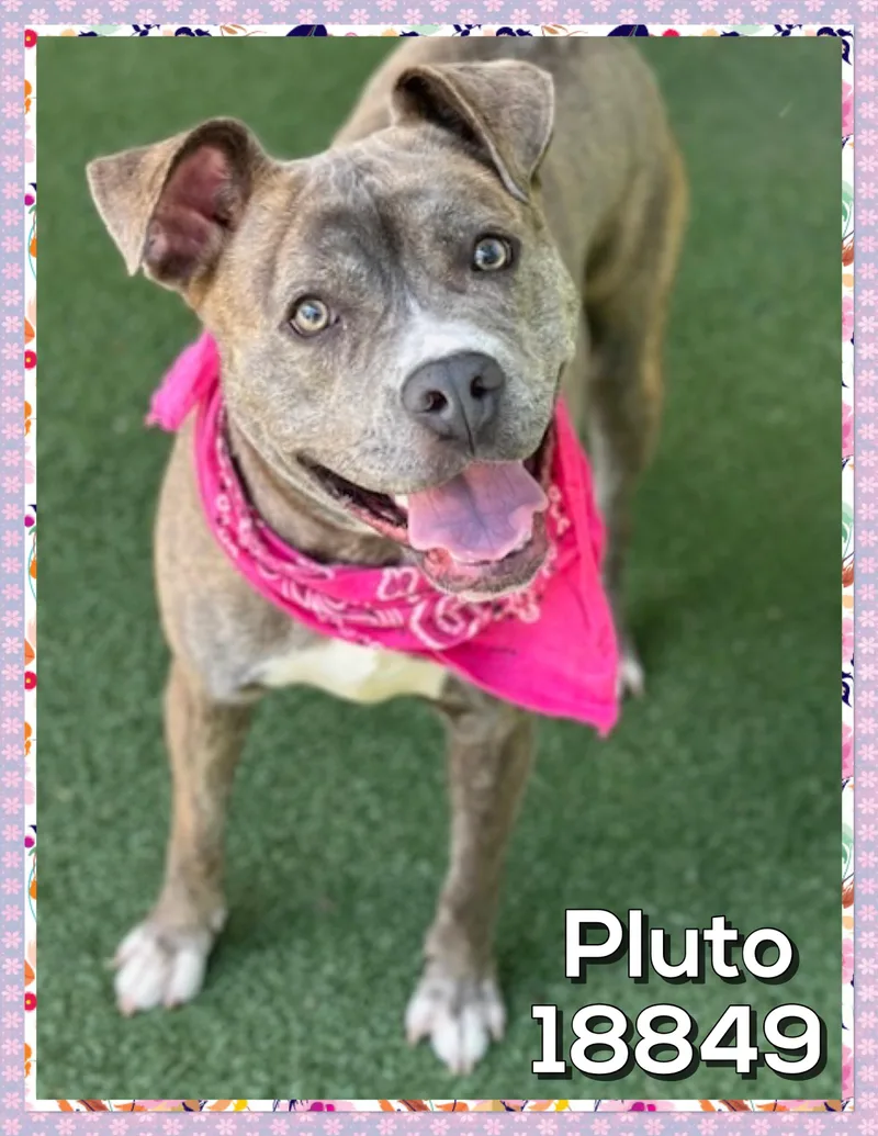 Pluto thumbnail 4