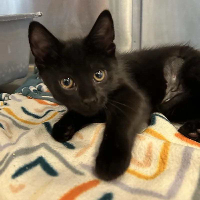A baby small-sized female Black Domestic Short Hair cat named Athena for adoption in North Haven, CT