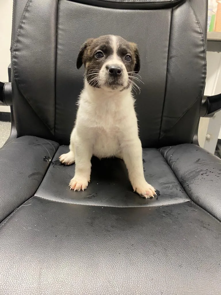 A baby medium-sized female German Shepherd Dog dog named Farrah for adoption in Seven Points, TX