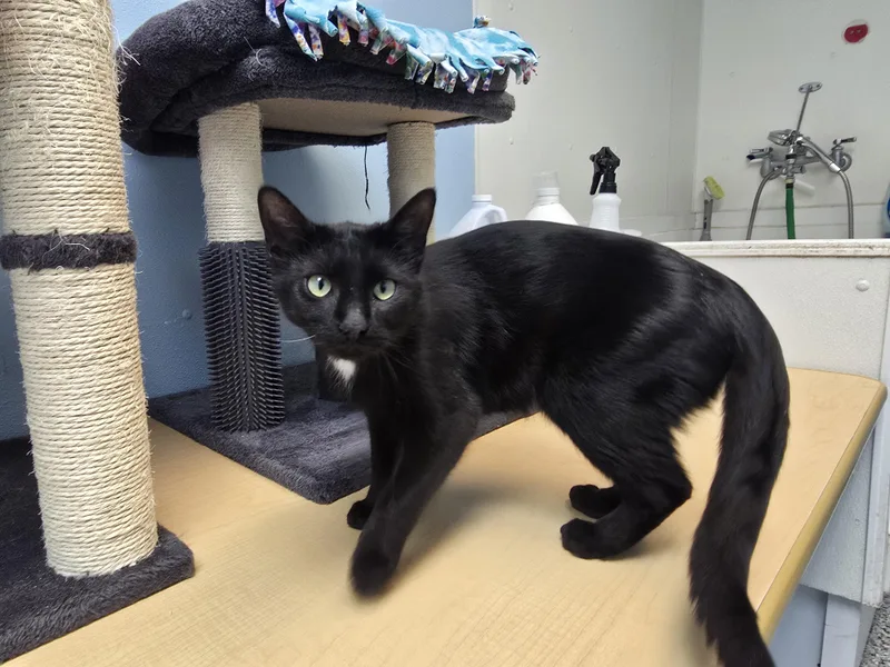 A young medium-sized female Black Domestic Short Hair cat named Gypsy for adoption in Farmington, MO