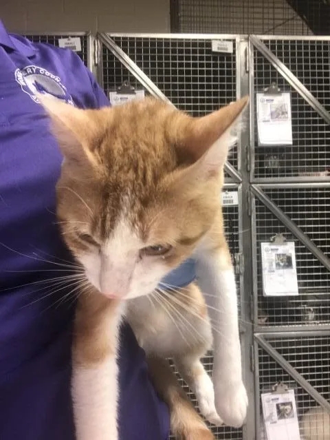 A young medium-sized male Domestic Short Hair cat named Nugget for adoption in Conroe, TX