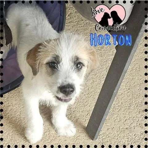 A baby medium-sized male White / Cream Shepherd dog named Horton for adoption in Gilbert, AZ