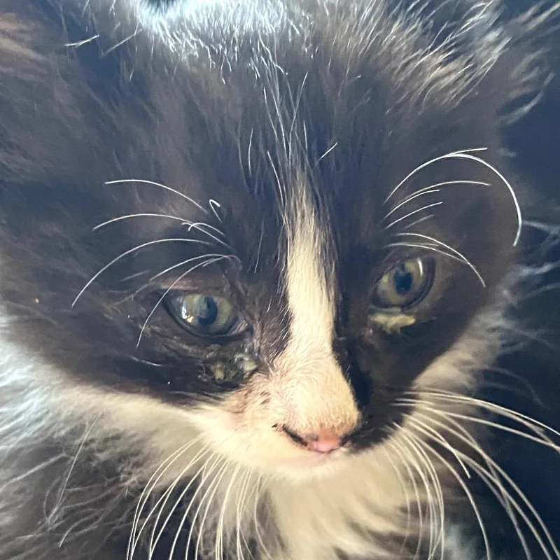 Domino