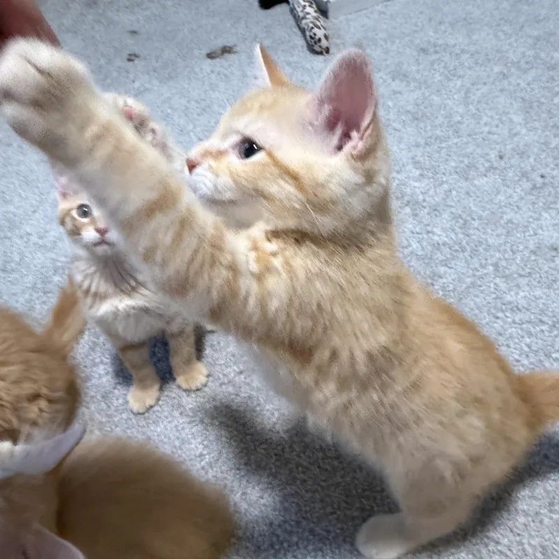 Queso