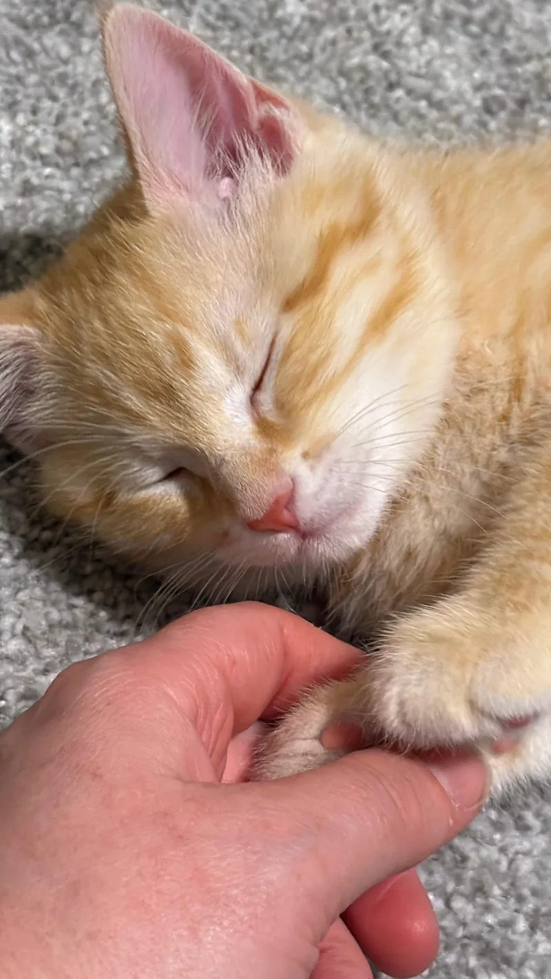 Queso thumbnail 3