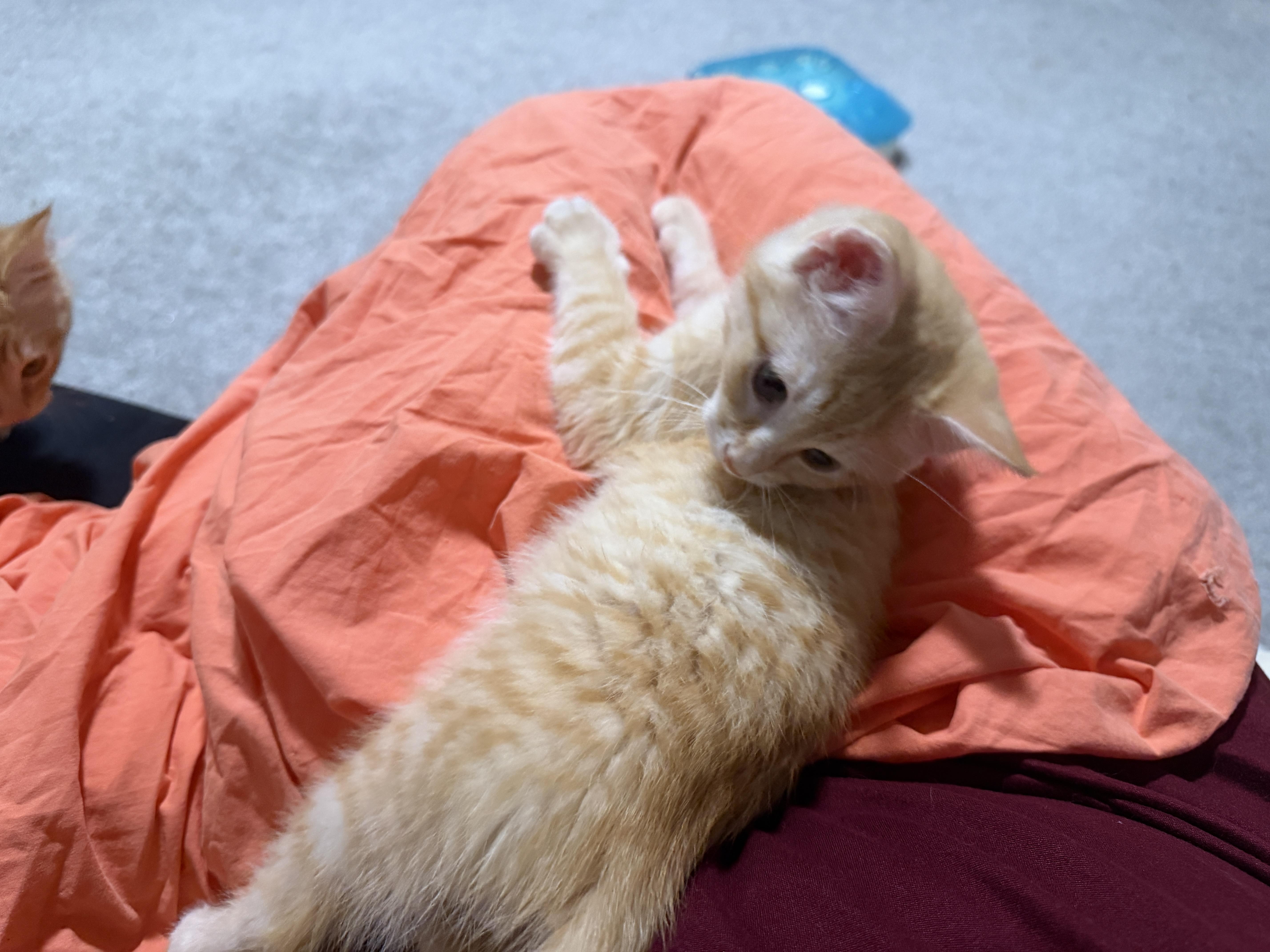 Queso thumbnail 4