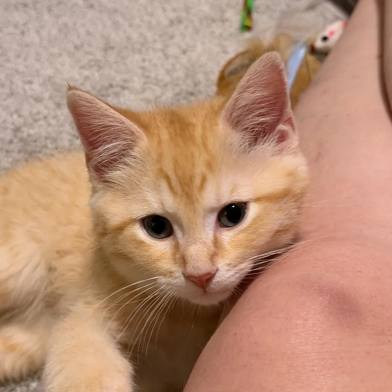 Queso thumbnail 6