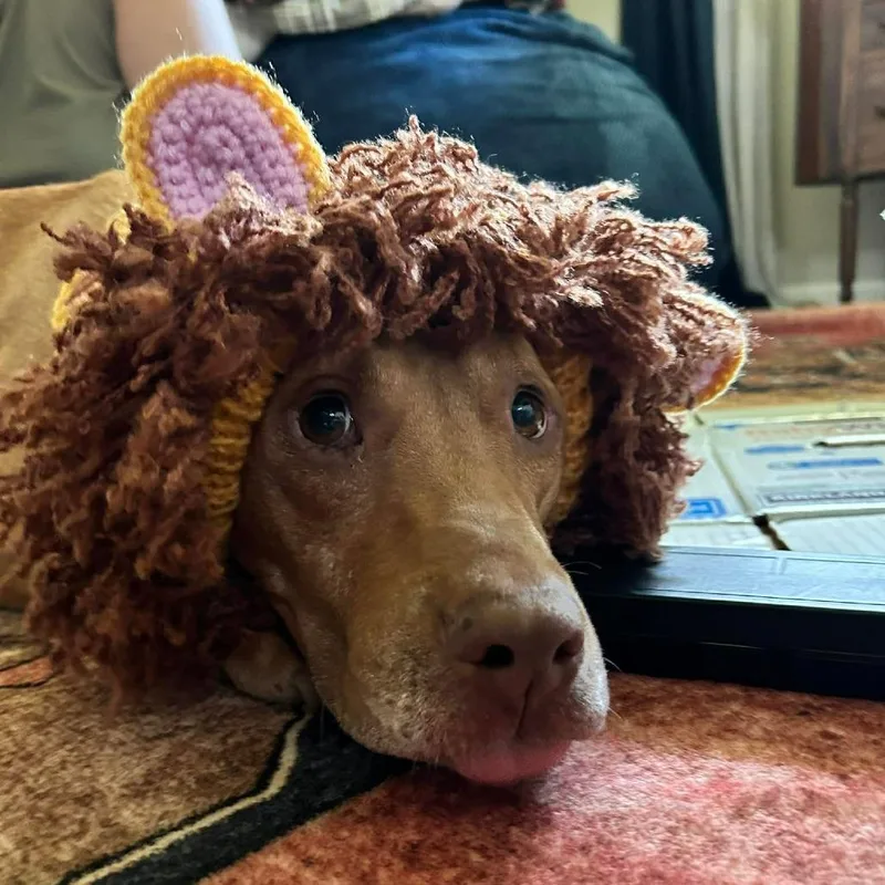 A senior medium-sized male Mixed Breed dog named Chato for adoption in Plainfield, IL