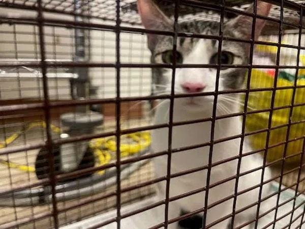 A young small-sized female Domestic Short Hair cat named Lucy for adoption in Austin, TX