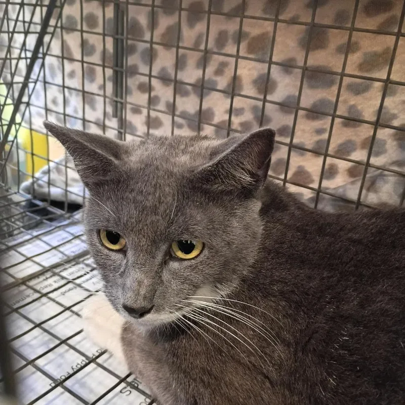 An adult medium-sized female Gray / Blue / Silver Domestic Short Hair cat named Westview for adoption in Lynchburg, VA