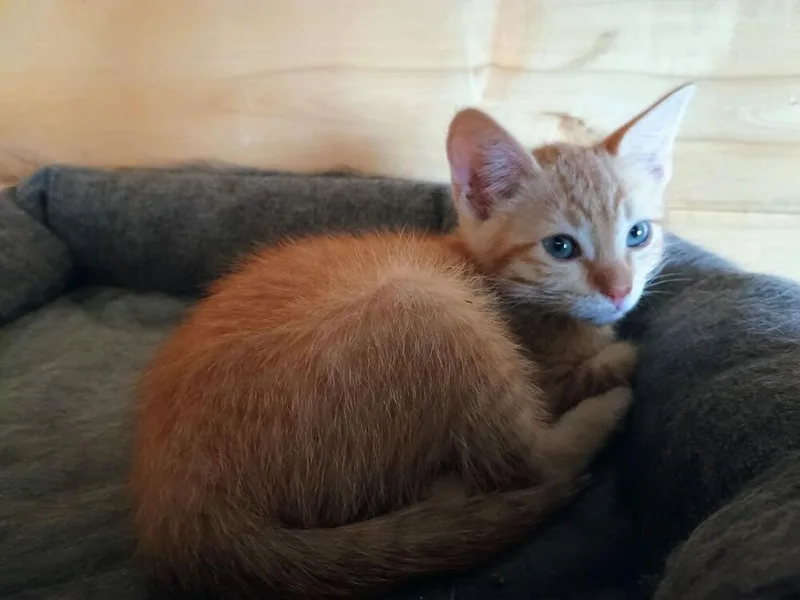 A young small-sized male Domestic Short Hair cat named Luke for adoption in Aurora, CO