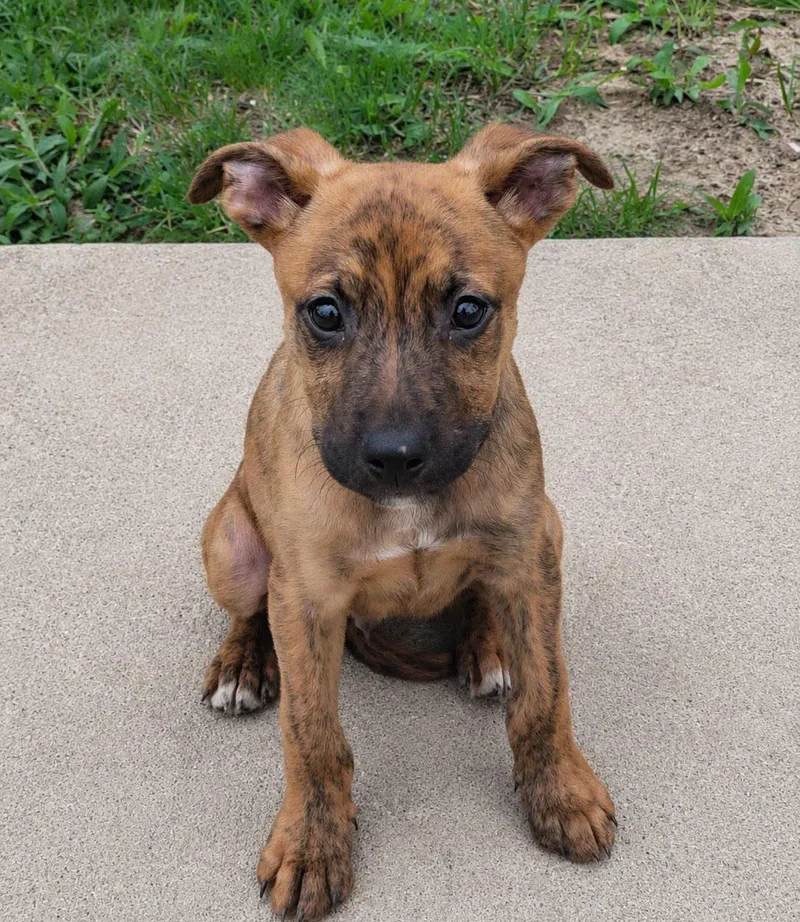 A baby medium-sized male Brindle Boxer dog named Teddy for adoption in Kansas City, KS