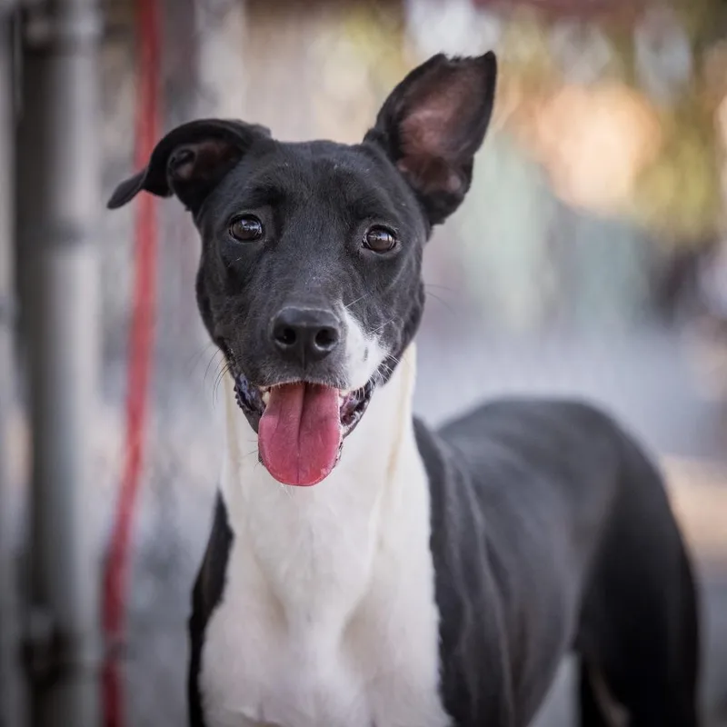 A baby medium-sized female Whippet dog named Shiva for adoption in Twentynine Palms, CA