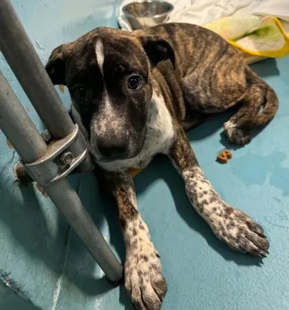 A baby small-sized male Mixed Breed dog named Freckles for adoption in Hobart, IN