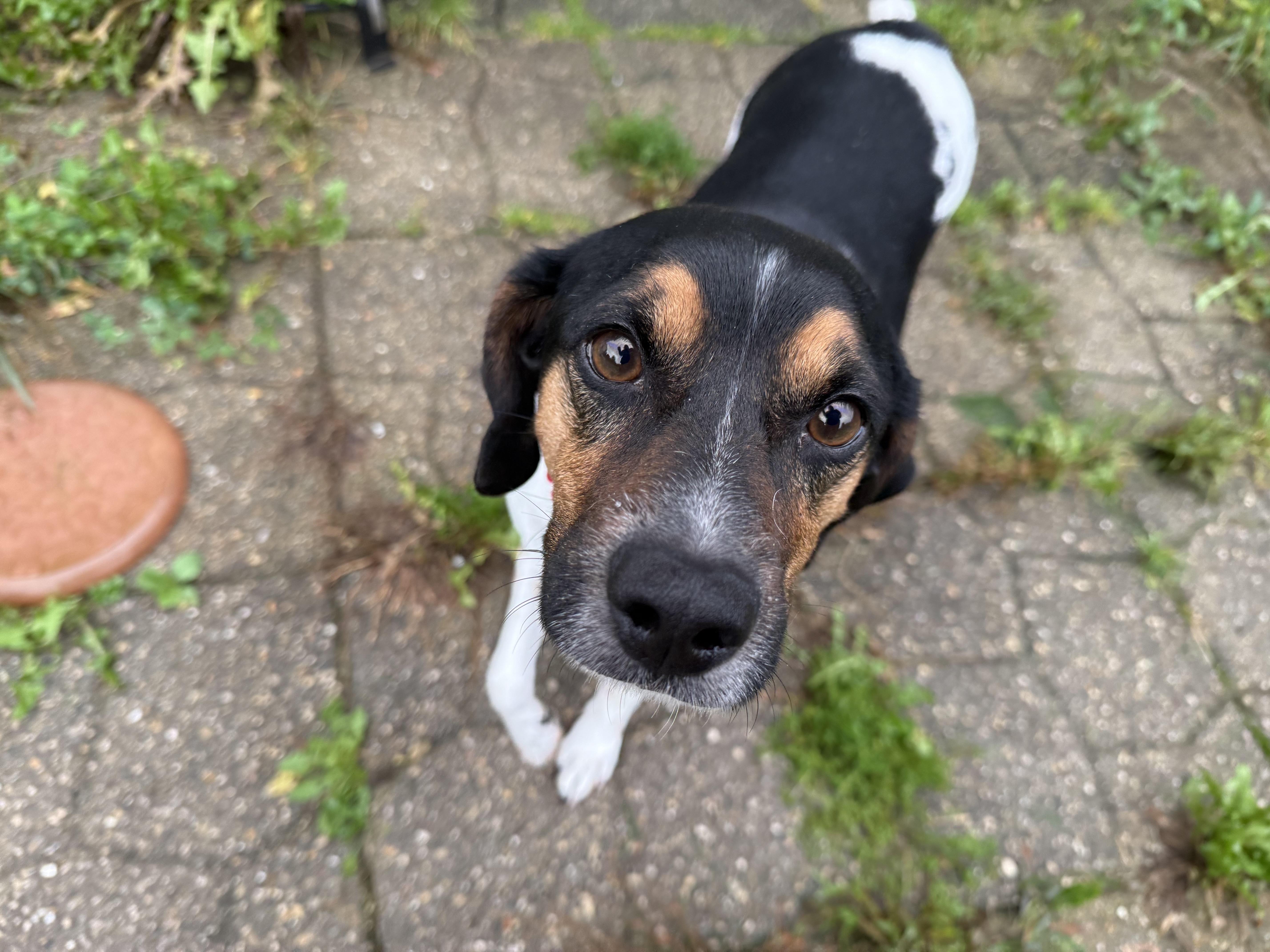 An adult medium-sized male Beagle dog named John for adoption in Aurora, IL