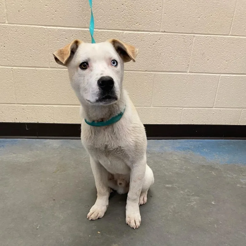 A baby medium-sized male White / Cream Mixed Breed dog named Bradford for adoption in Memphis, TN