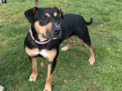 An adult medium-sized female Mixed Breed dog named Florence for adoption in West Chester, PA