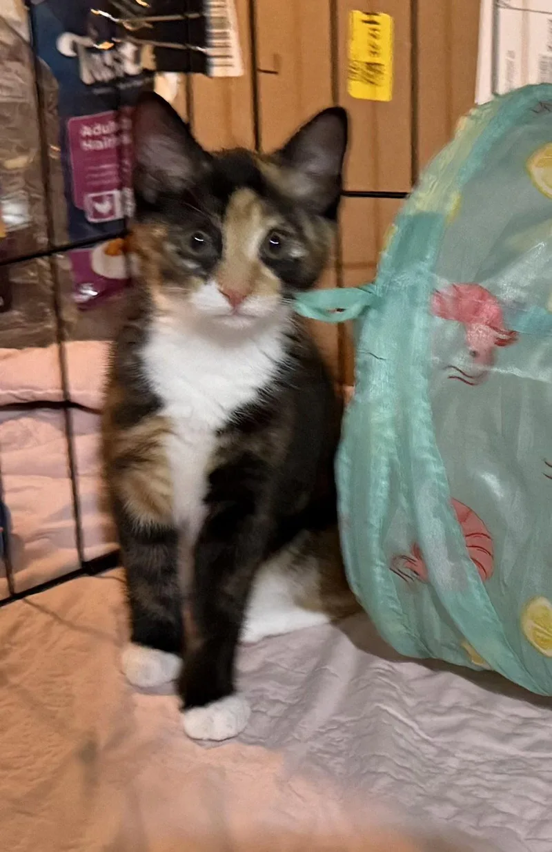 A baby small-sized female Calico cat named Horchata for adoption in Spring City, PA