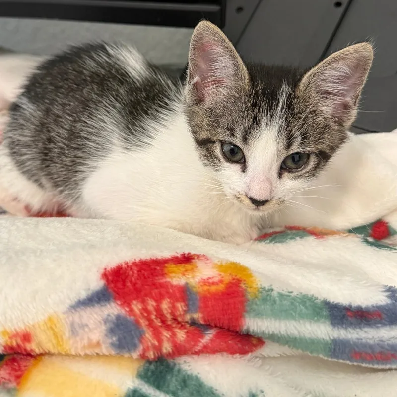 A baby small-sized female Brown / Chocolate Domestic Short Hair cat named Neapolitan Ice Cream for adoption in Austin, TX