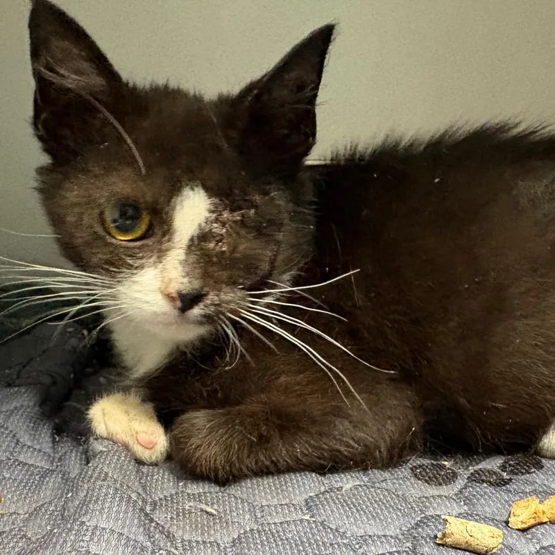 A baby small-sized male Black Domestic Short Hair cat named Napoleon for adoption in Fredericksburg, VA