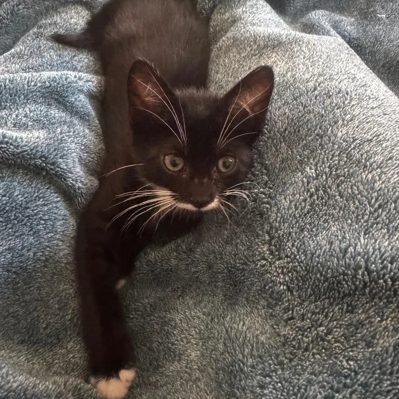 A baby small-sized male Black Domestic Short Hair cat named Quasar for adoption in Los Angeles, CA