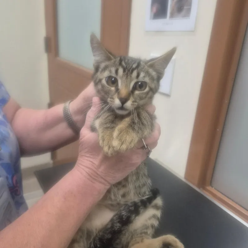 A baby small-sized male Brown / Chocolate Domestic Short Hair cat named IEPAStray for adoption in Upland, CA