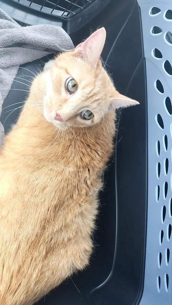 Cheddar