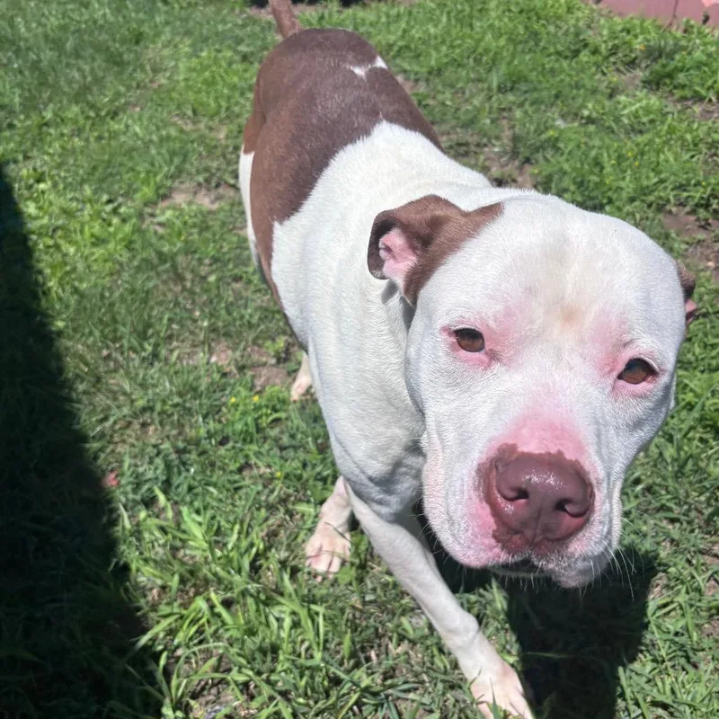 An adult large-sized male White / Cream Pit Bull Terrier dog named Specter for adoption in Rock Falls, IL