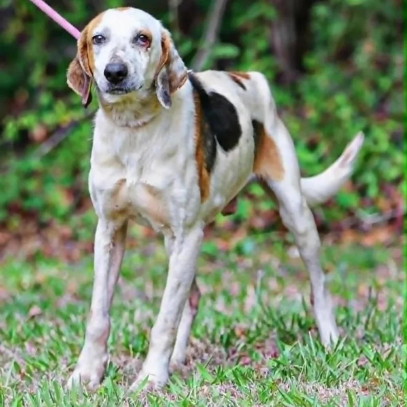 An adult medium-sized male White / Cream Treeing Walker Coonhound dog named Yahtzee for adoption in Rocky Mount, VA