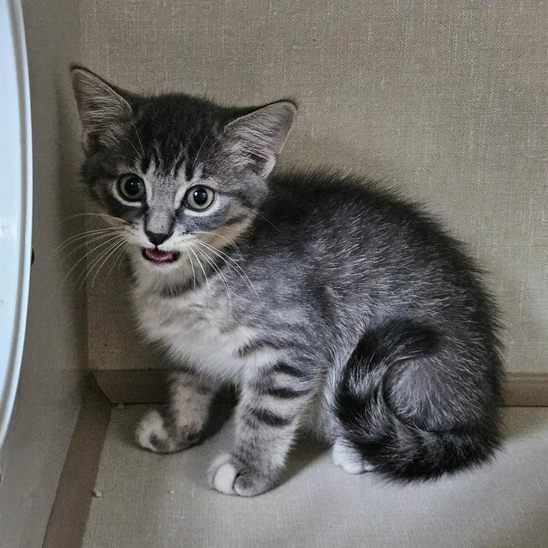 A baby small-sized male Gray / Blue / Silver Domestic Short Hair cat named Ducky for adoption in Conway, NH